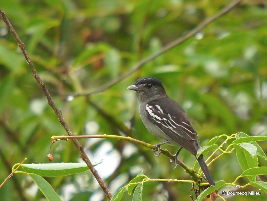 White-winged Becard - ML21665221