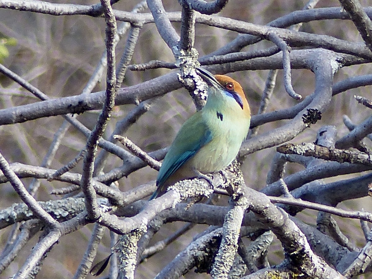 Russet-crowned Motmot - ML216652511