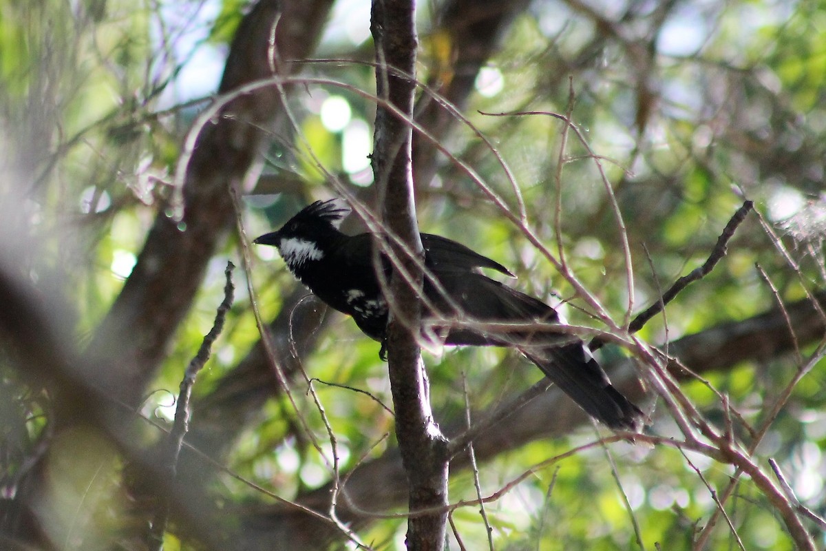 Eastern Whipbird - Sam Adams