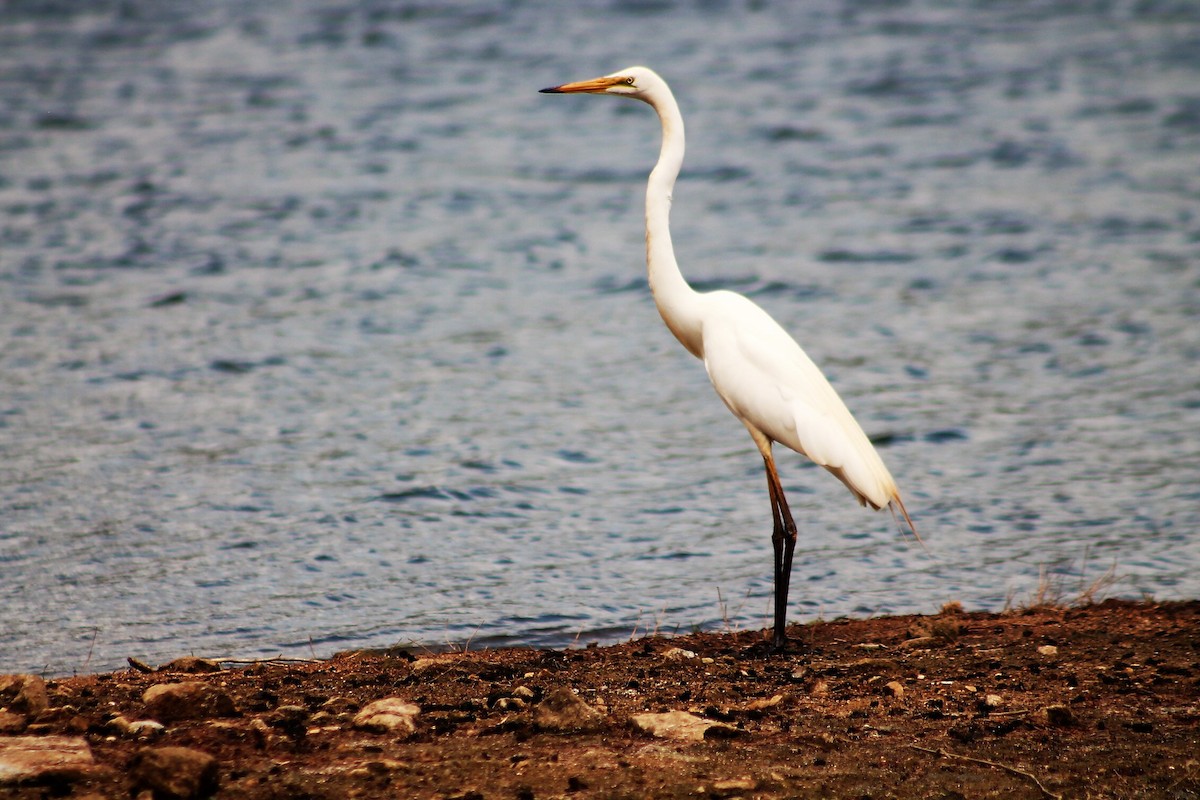 Grande Aigrette (modesta) - ML216657121