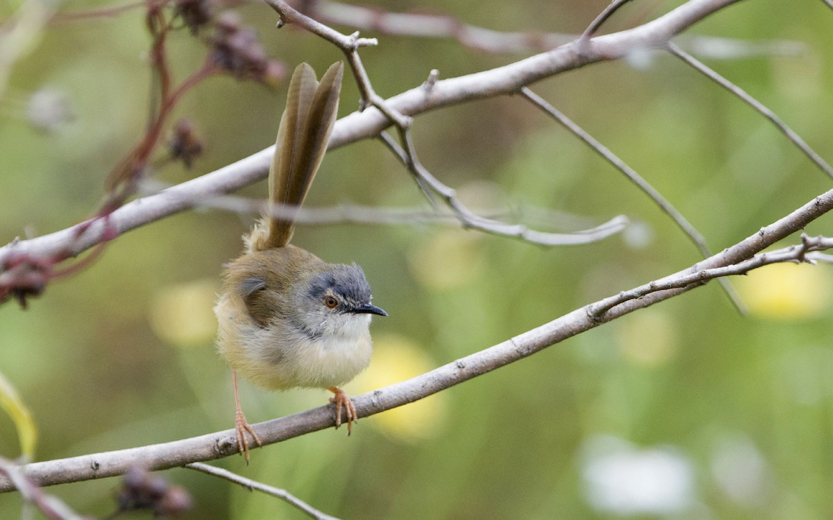 Yellow-bellied Prinia - ML216659271