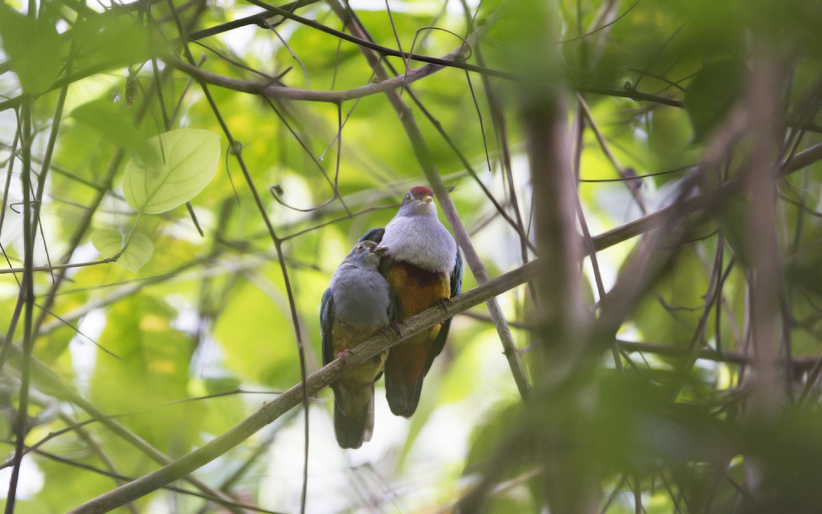 Beautiful Fruit-Dove - ML216661941