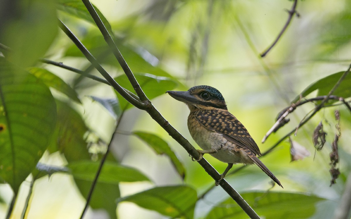 Hook-billed Kingfisher - ML216662081