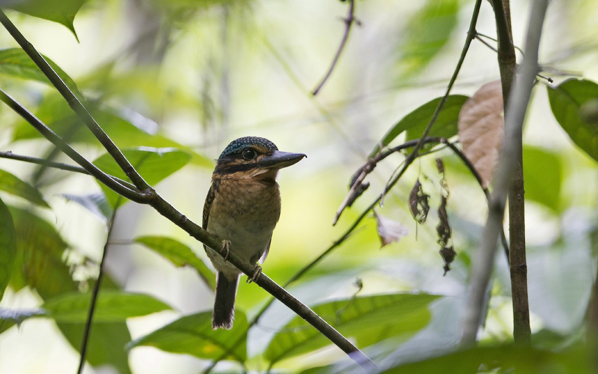 Hook-billed Kingfisher - ML216662091