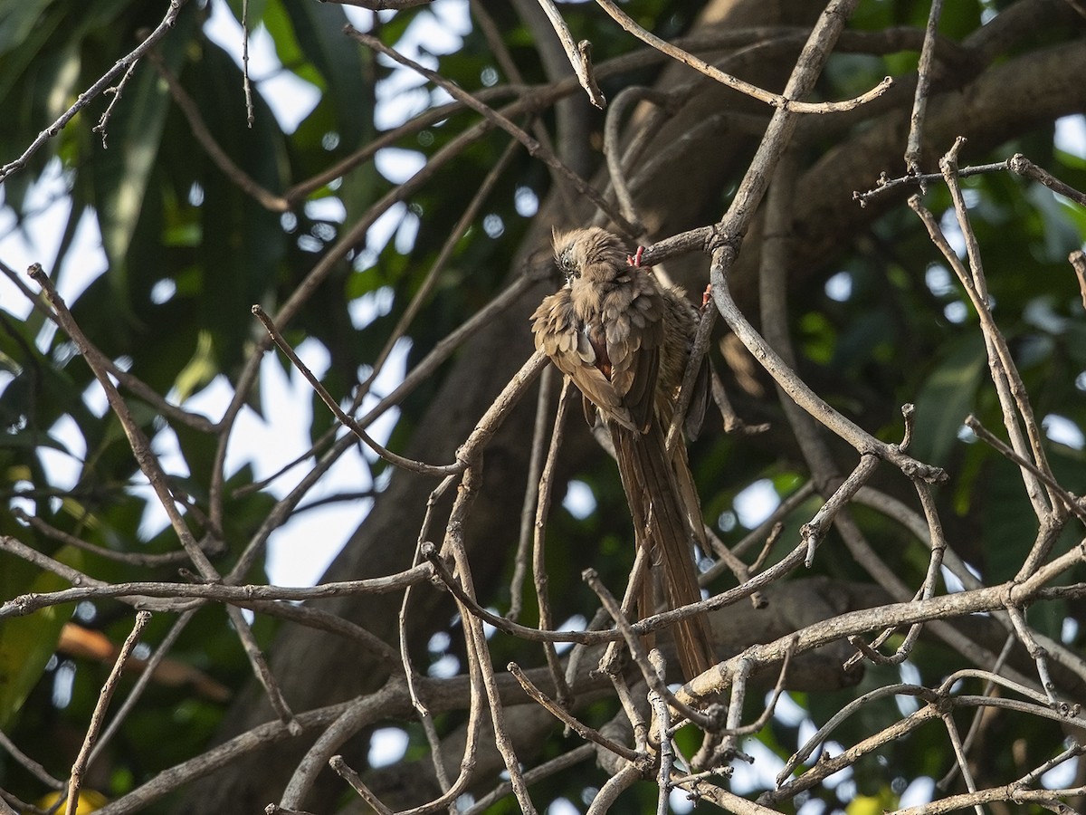 Red-backed Mousebird - ML216662641