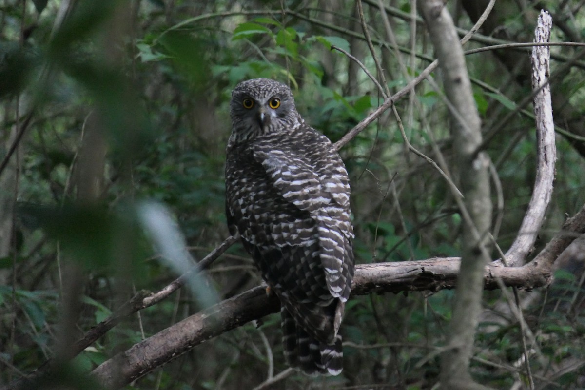 Powerful Owl - ML216664791