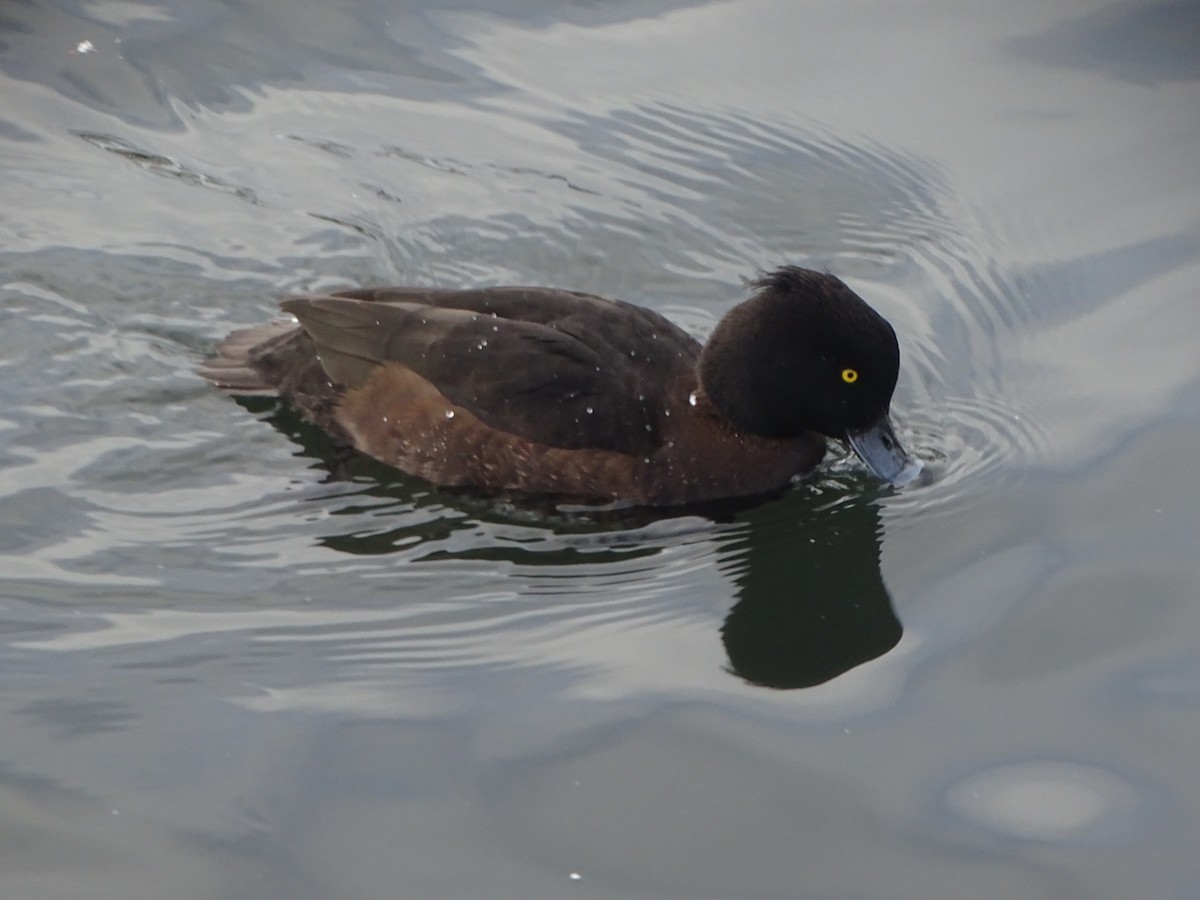 Tufted Duck - ML216665701