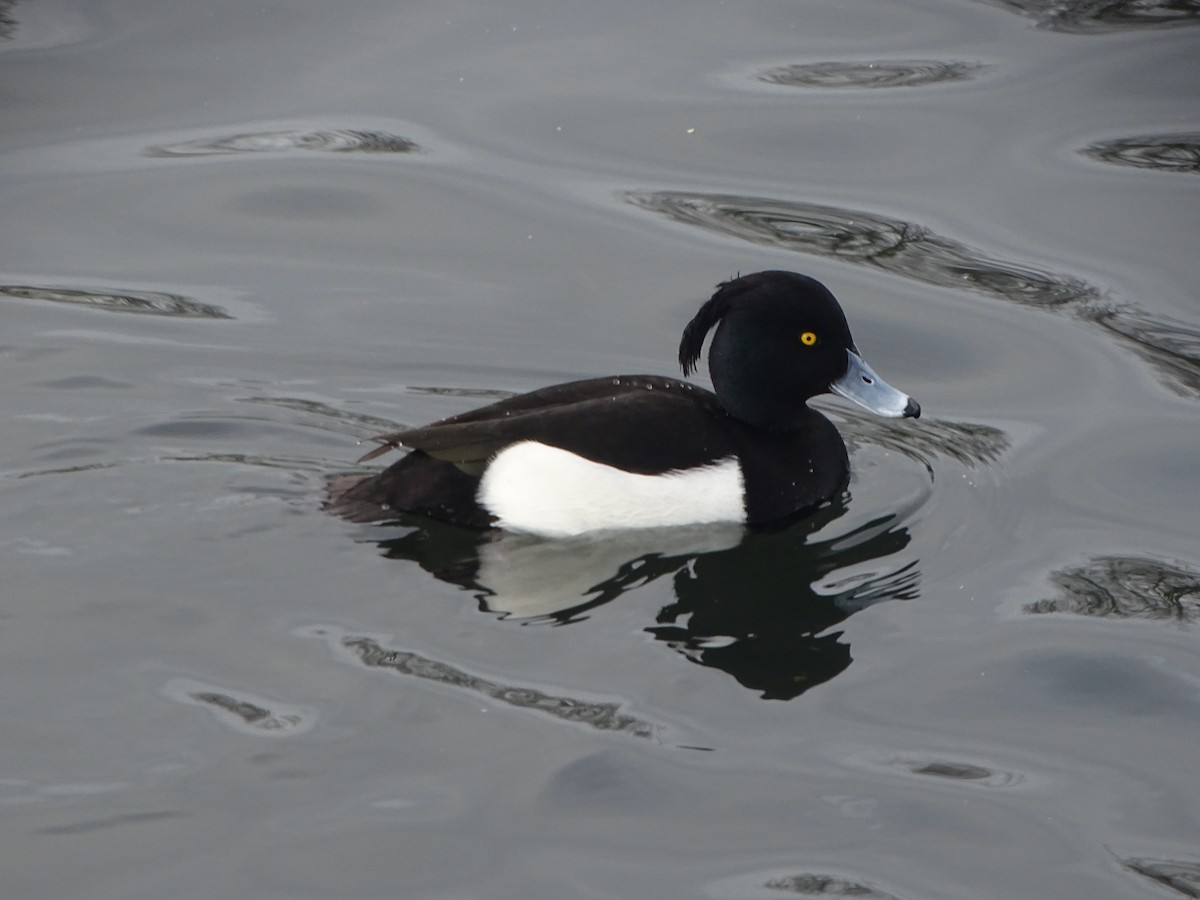 Tufted Duck - ML216665711