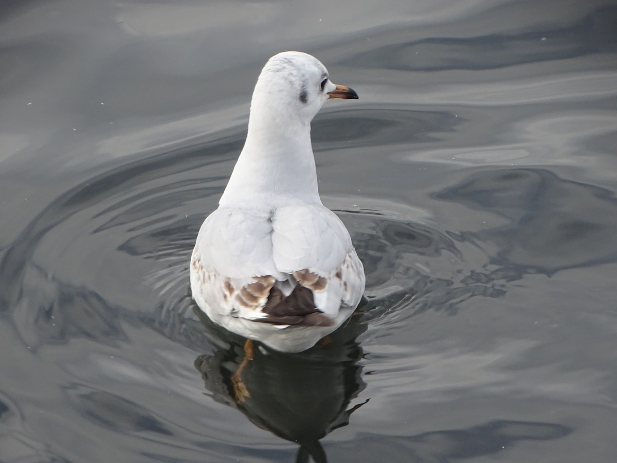 Black-headed Gull - ML216665791