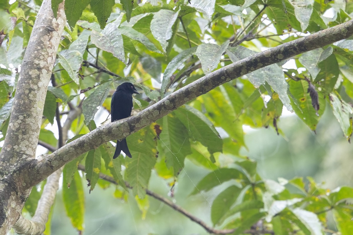 ビロウドオウチュウ（coracinus） - ML216668601