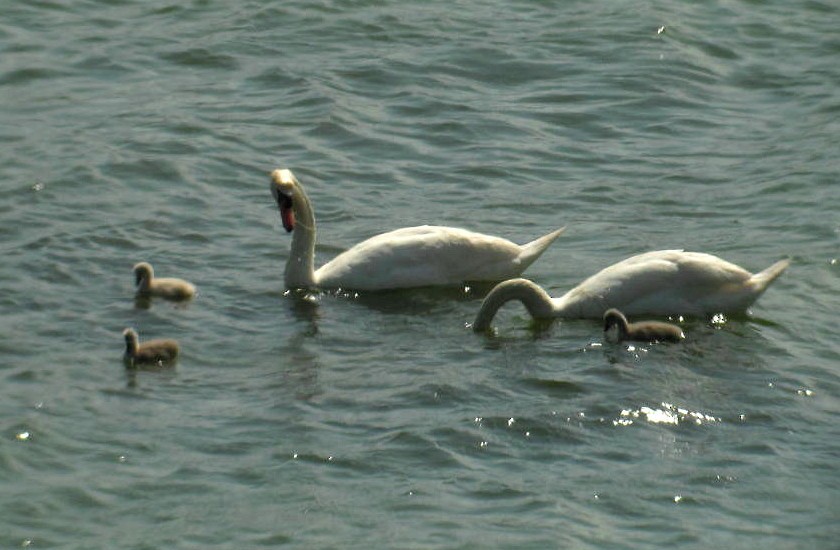 Cygne tuberculé - ML216668681