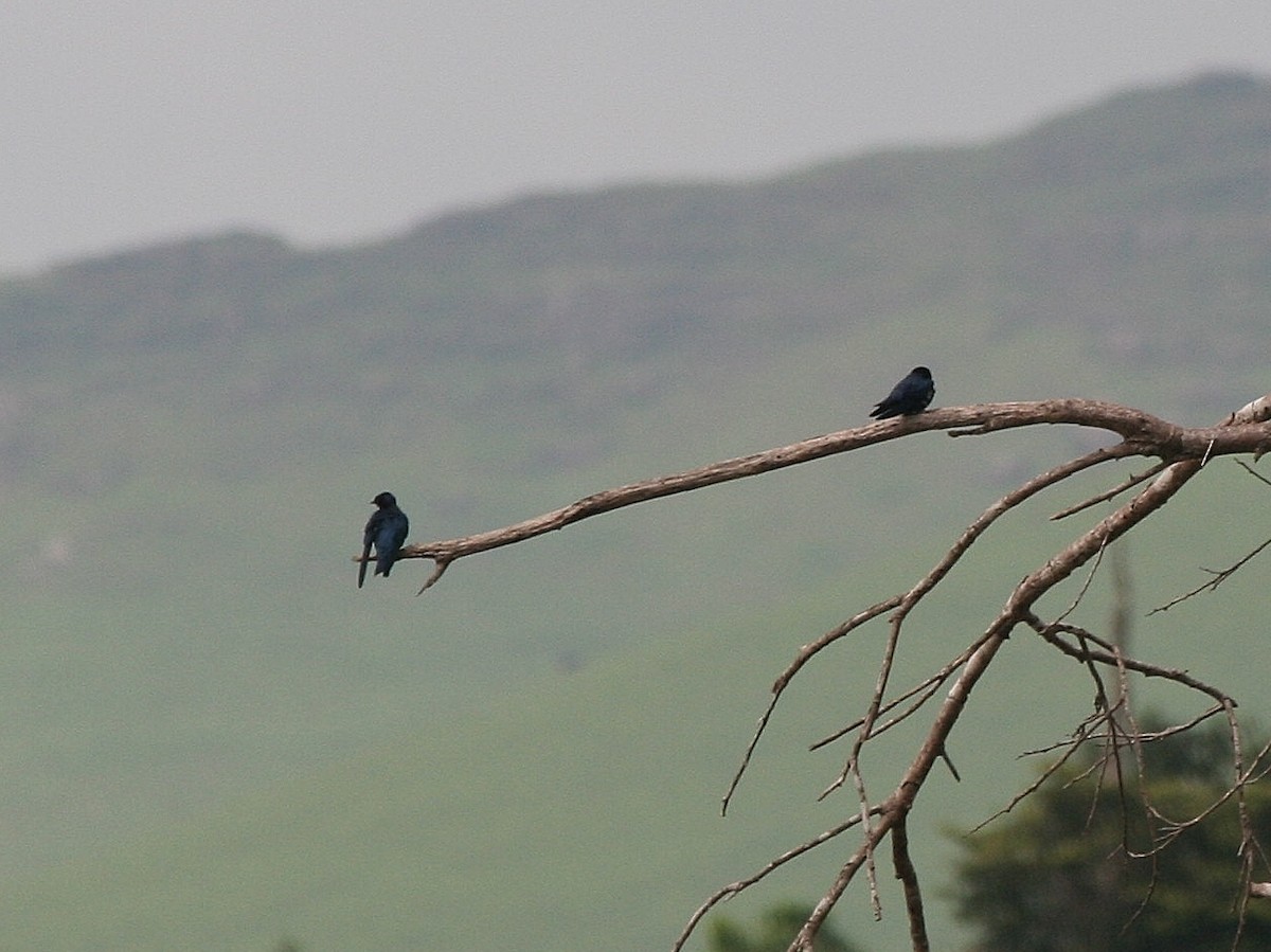 White-throated Blue Swallow - ML216668711