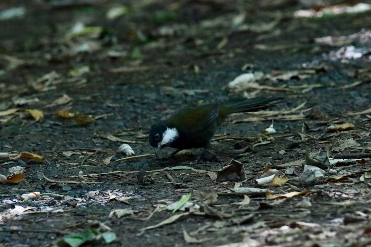 Eastern Whipbird - ML216668891