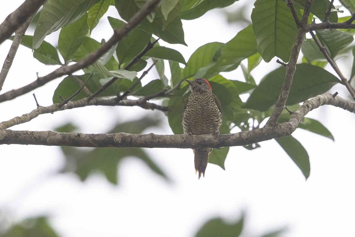 Green-backed Woodpecker (Plain-backed) - Niall D Perrins