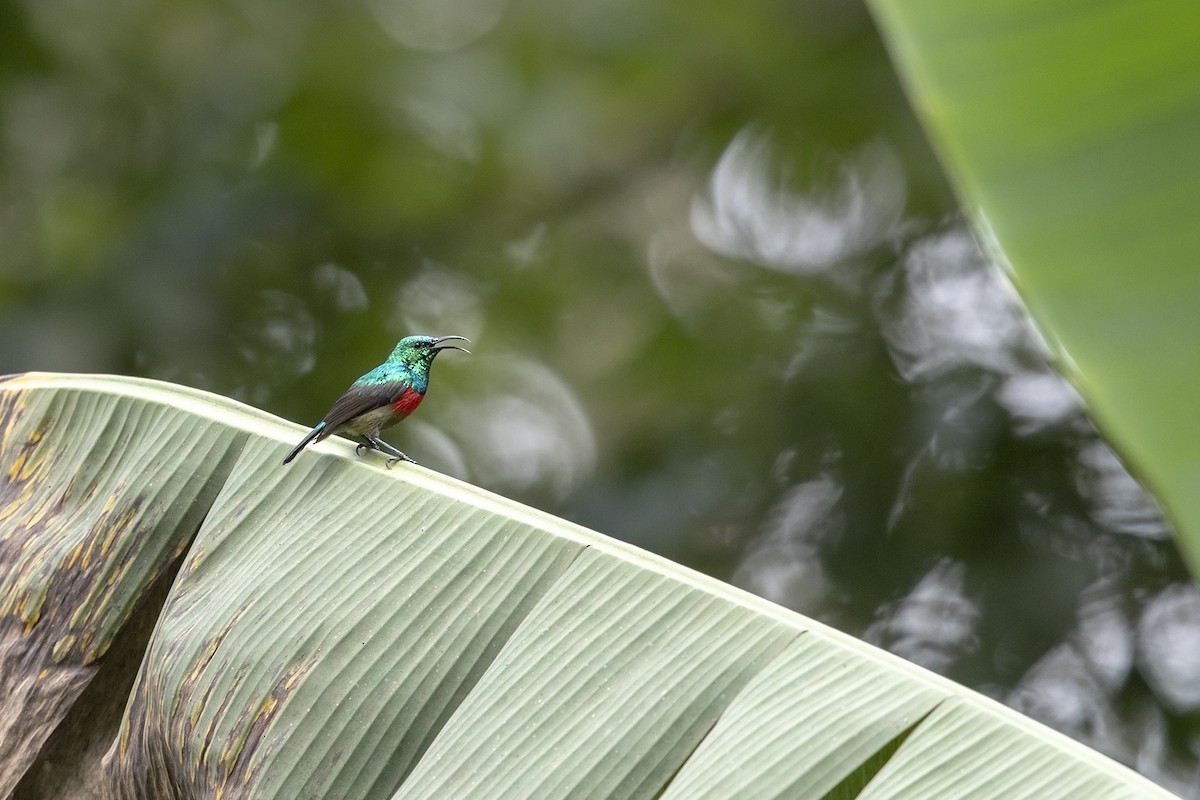 Montane Double-collared Sunbird - ML216669921