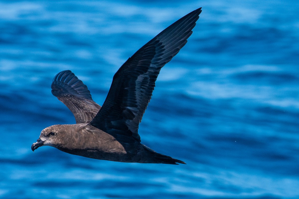 Gray-faced Petrel - ML216671011