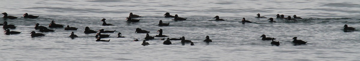 Surf Scoter - Daniel Donnecke