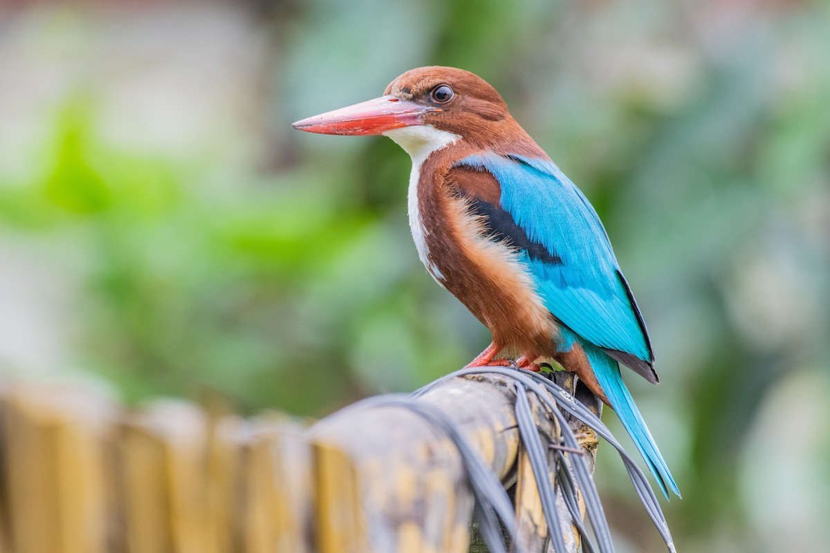 White-throated Kingfisher - ML216672921