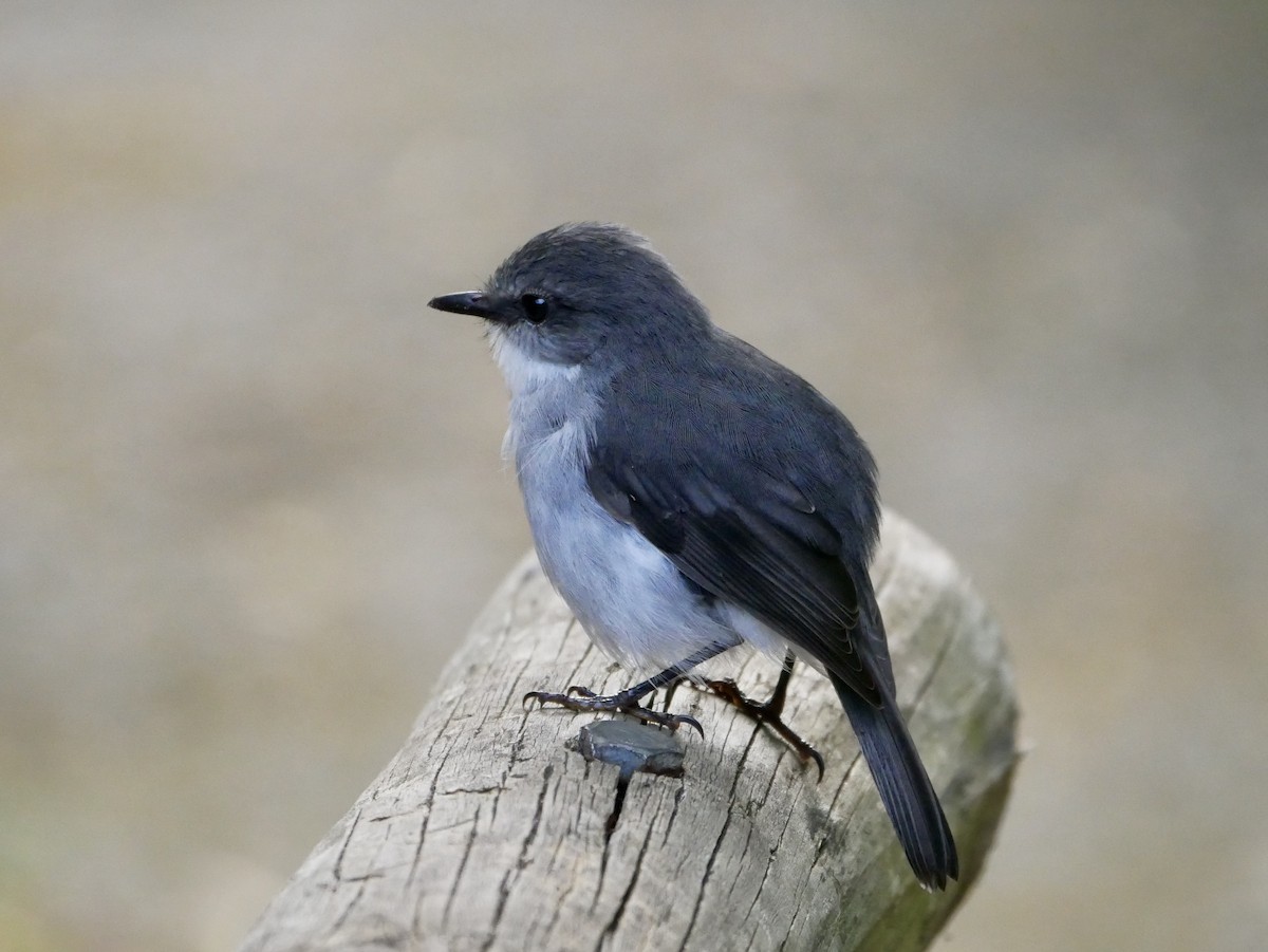 White-breasted Robin - ML216673371