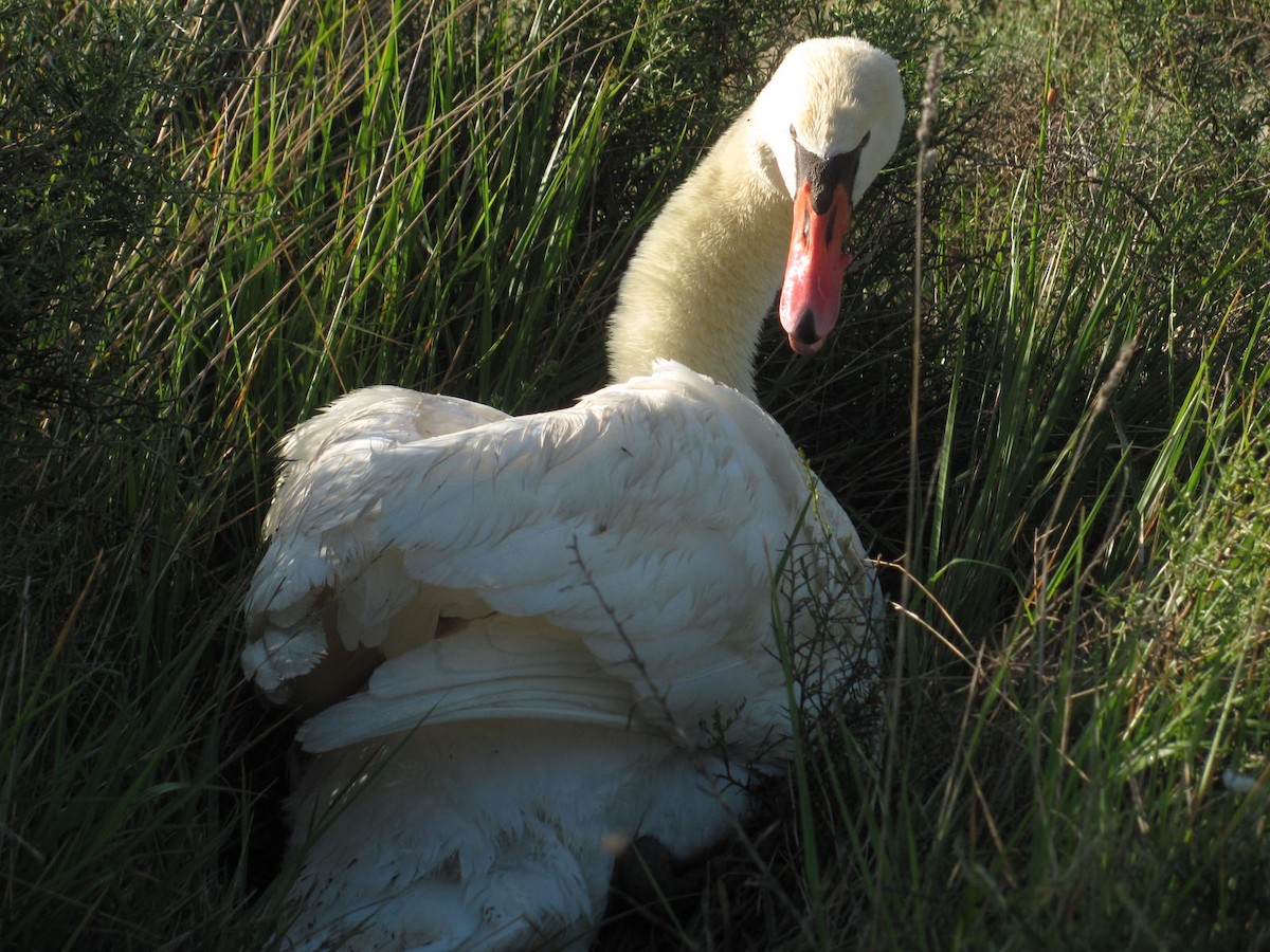 Cygne tuberculé - ML216673411