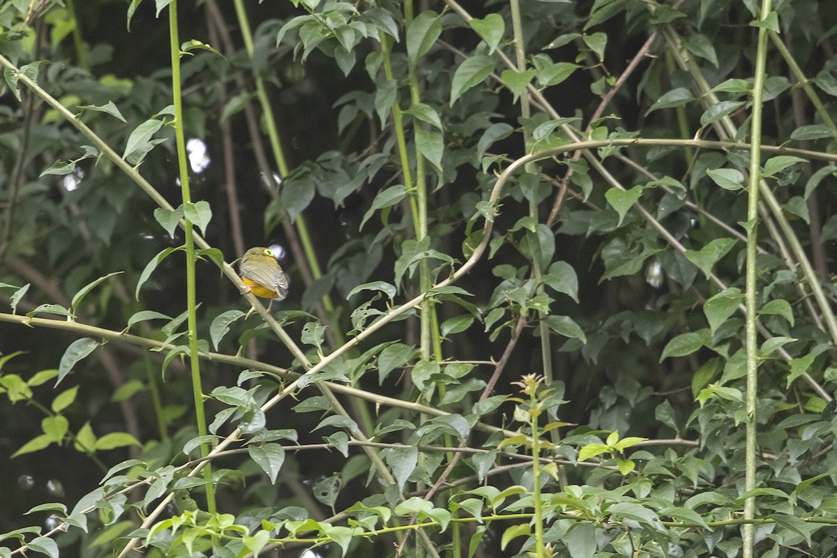 Yellow-bellied Wattle-eye (Angola) - ML216674611