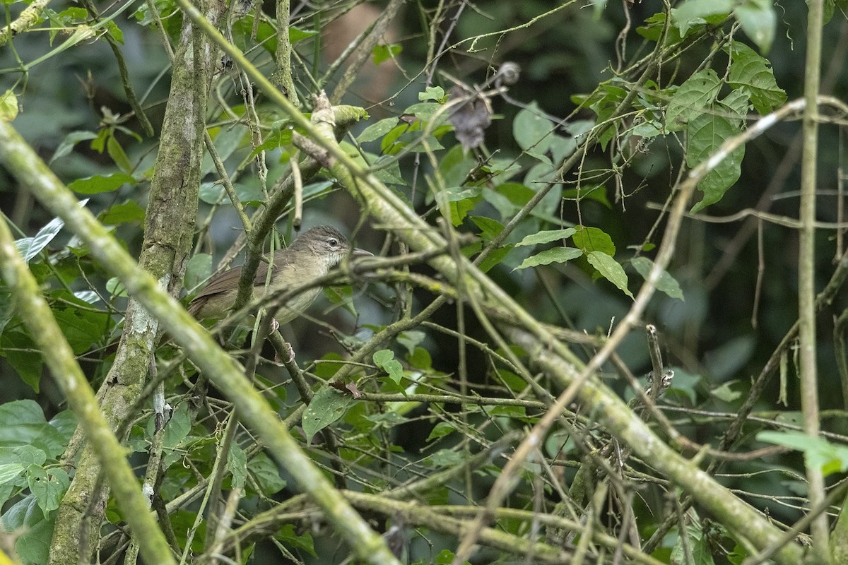 Bulbul à ventre fauve - ML216674781