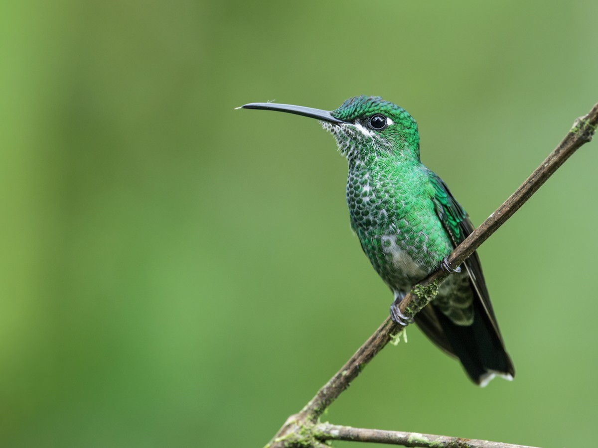 Green-crowned Brilliant - Nick Athanas