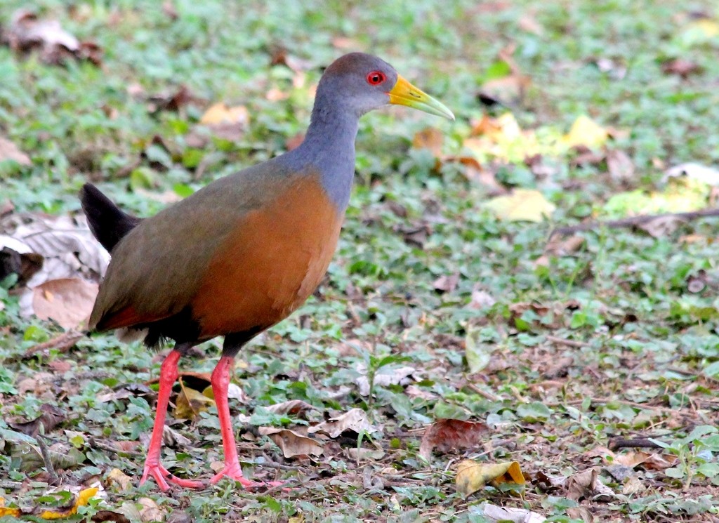 Gray-cowled Wood-Rail - ML216675251