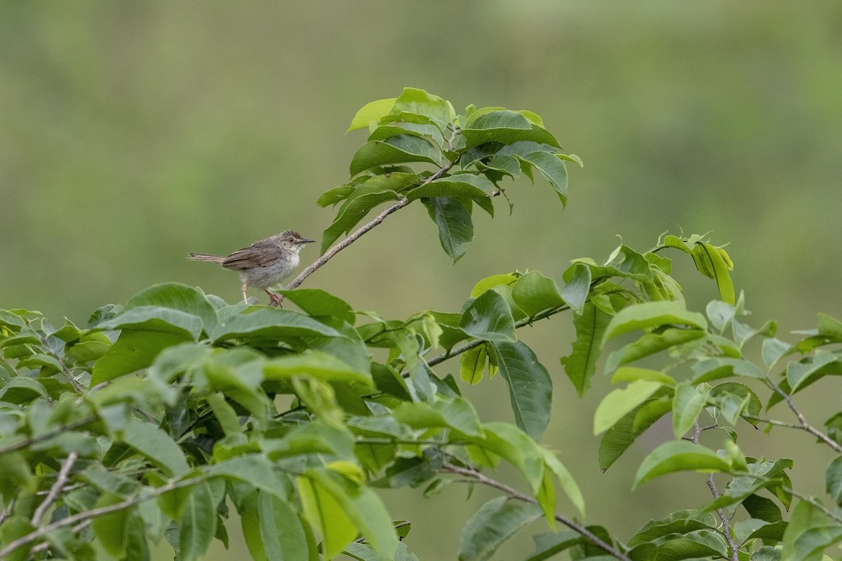 Bubbling Cisticola - Niall D Perrins