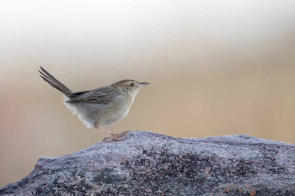 Wailing Cisticola (Wailing) - Niall D Perrins