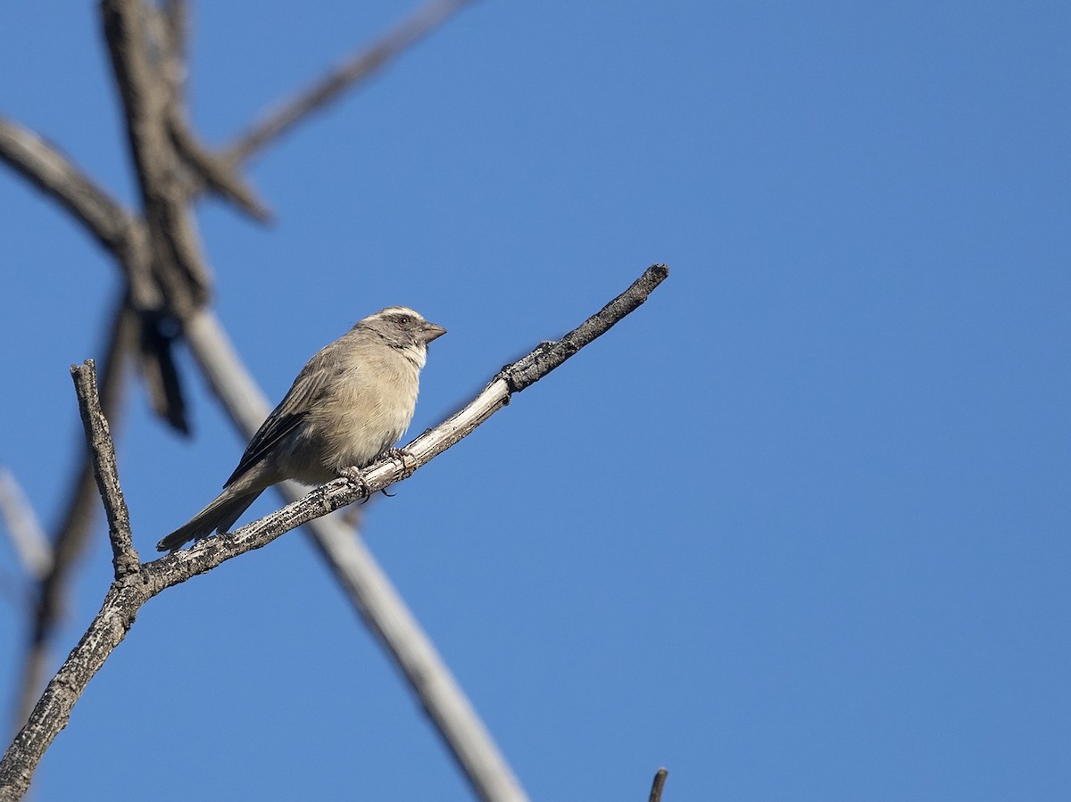 Streaky-headed Seedeater - ML216677341