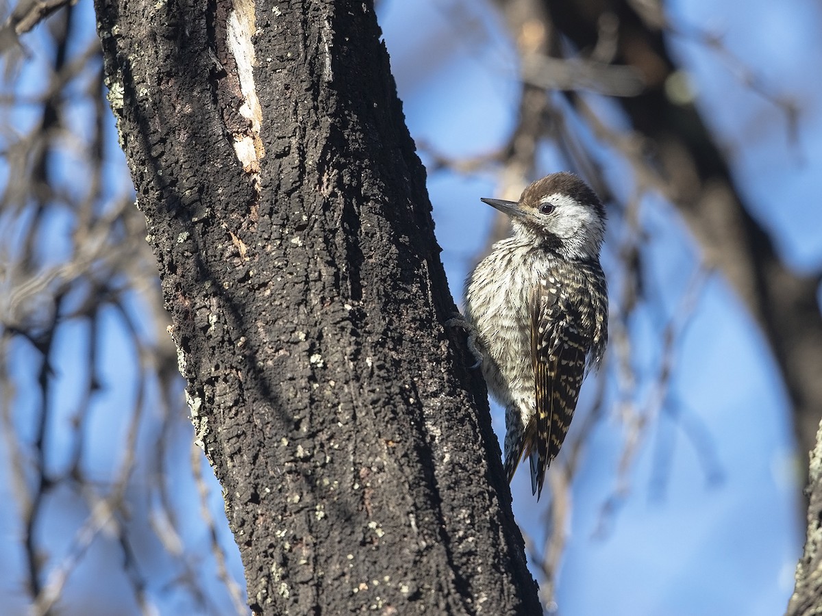 Cardinal Woodpecker - ML216677351