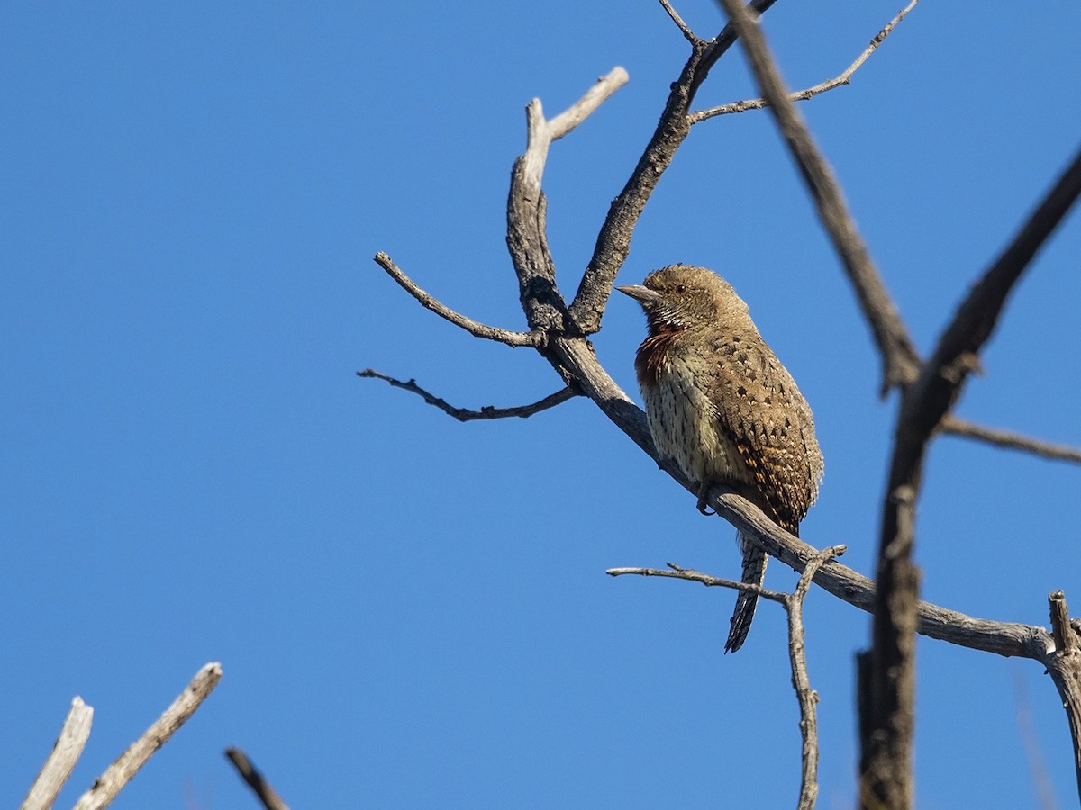 Rufous-necked Wryneck (Rufous-necked) - Niall D Perrins