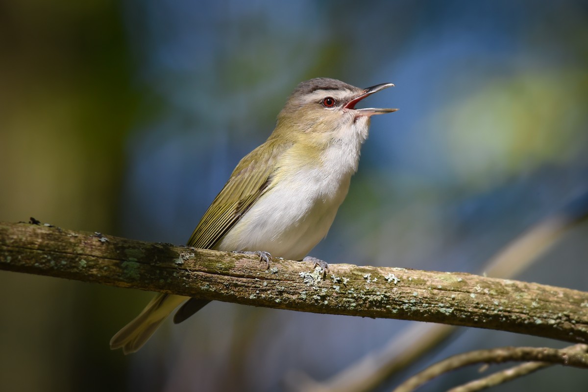 Red-eyed Vireo - ML216677861