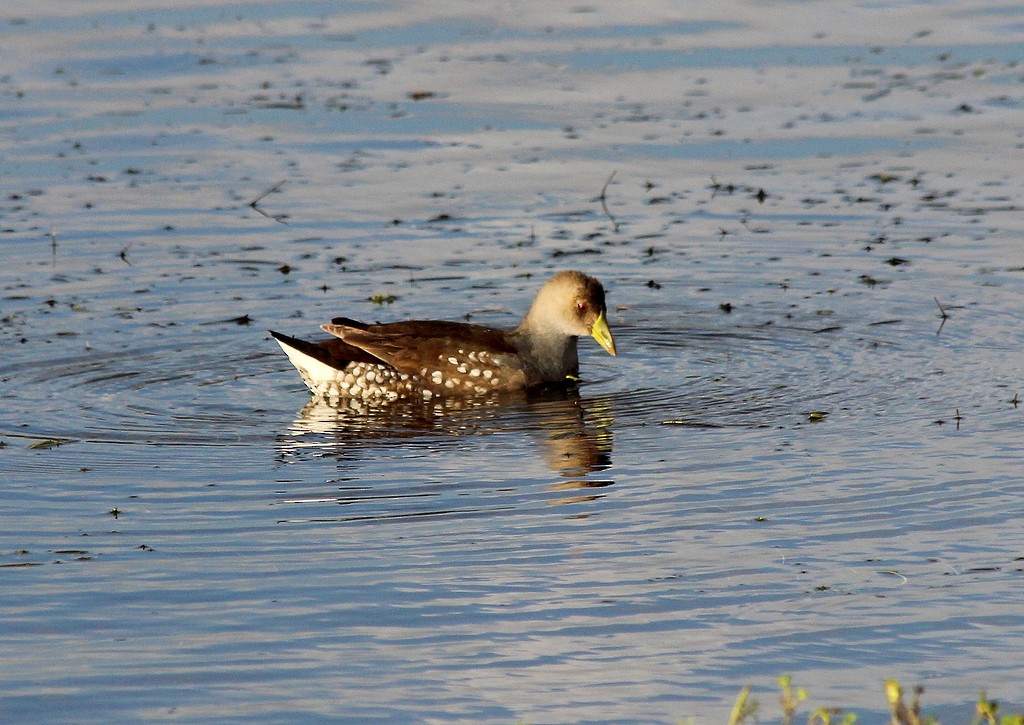 Spot-flanked Gallinule - ML216678711