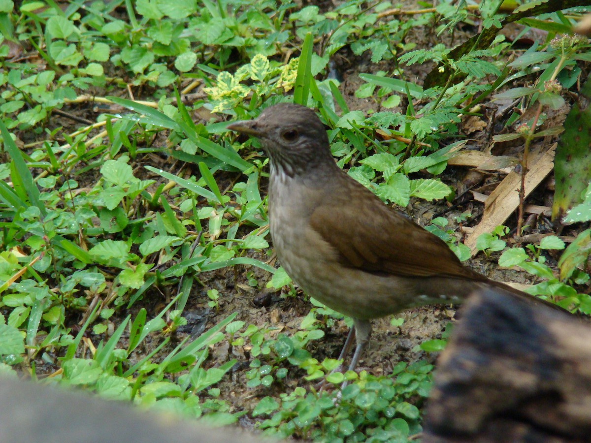 Pale-breasted Thrush - Pedro Cabello Maleno