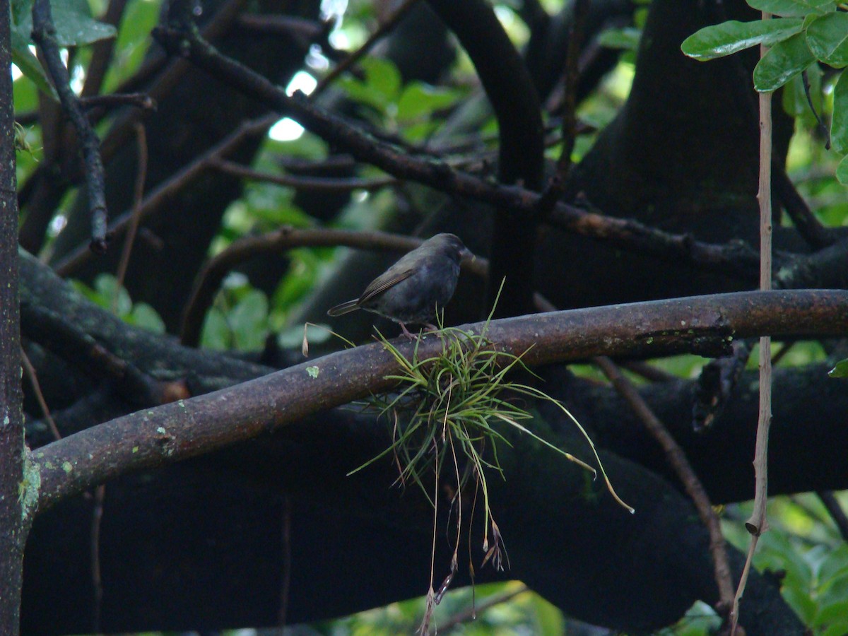 Black-faced Grassquit - ML216678811