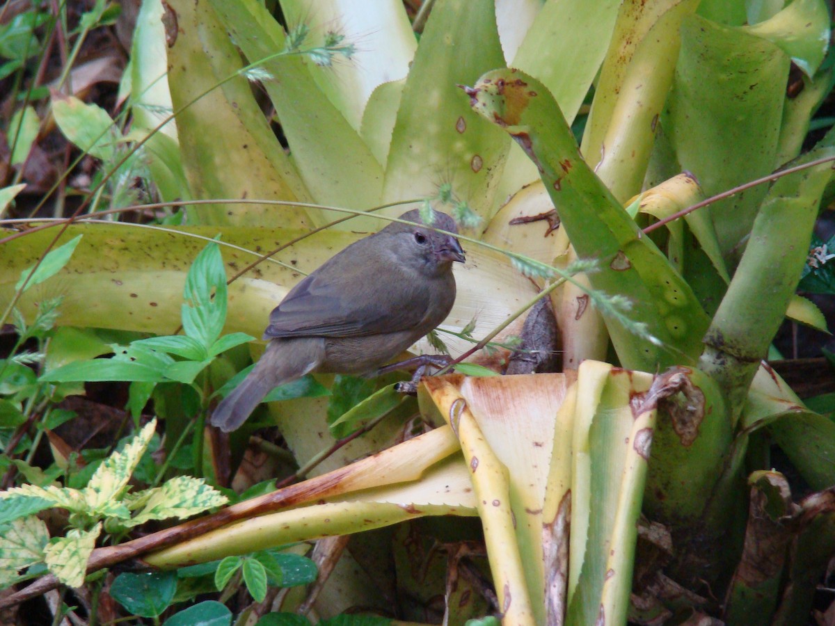 Black-faced Grassquit - ML216678821