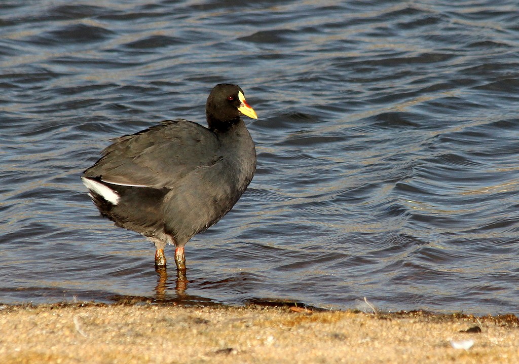 Red-gartered Coot - ML216679401