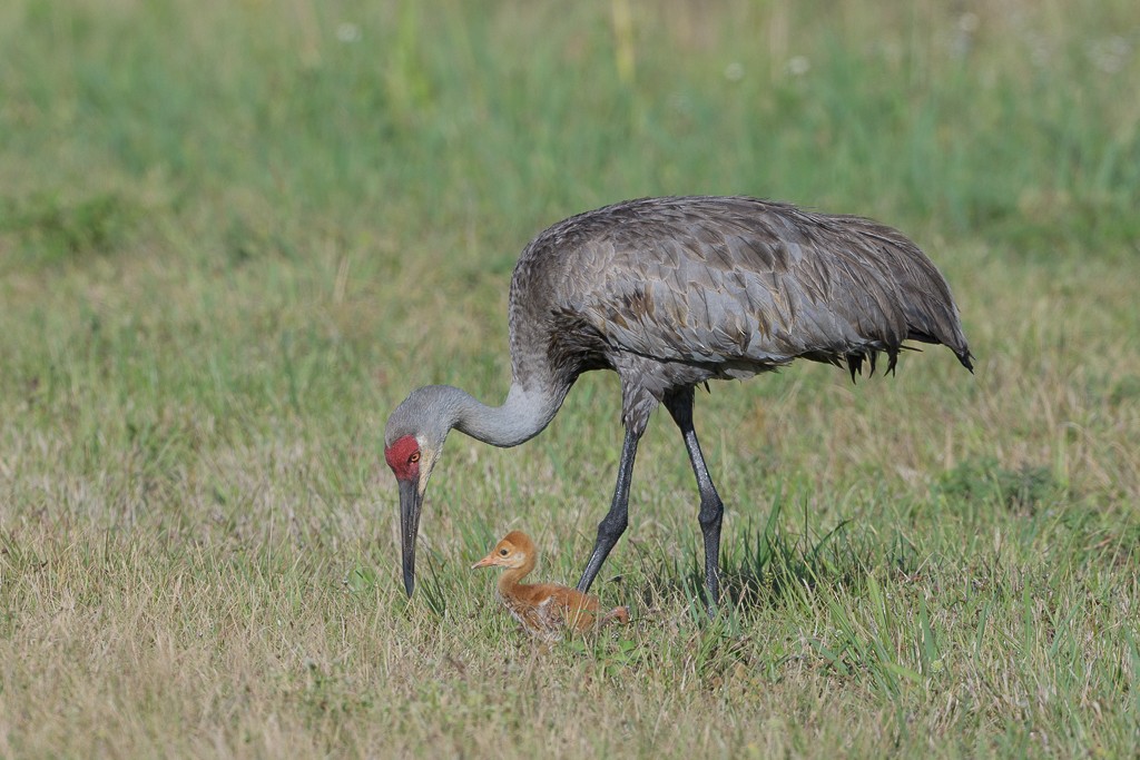 Sandhill Crane - ML216680401