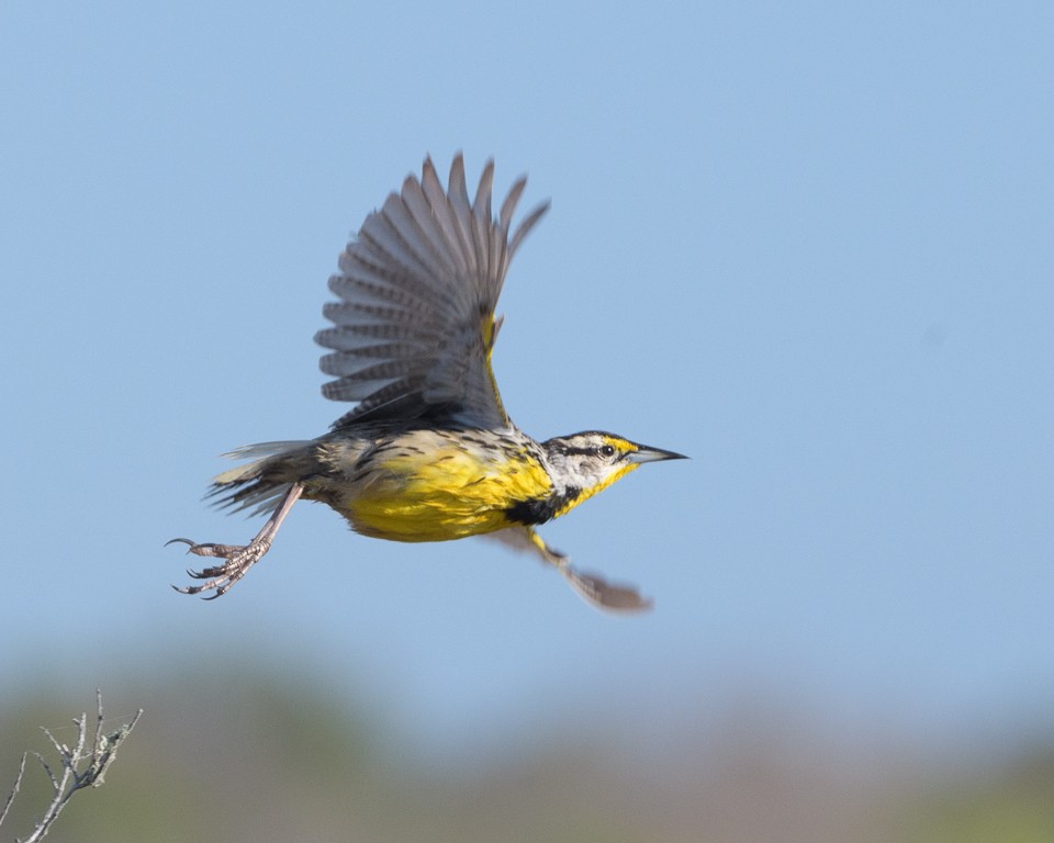 Eastern Meadowlark - ML216680411