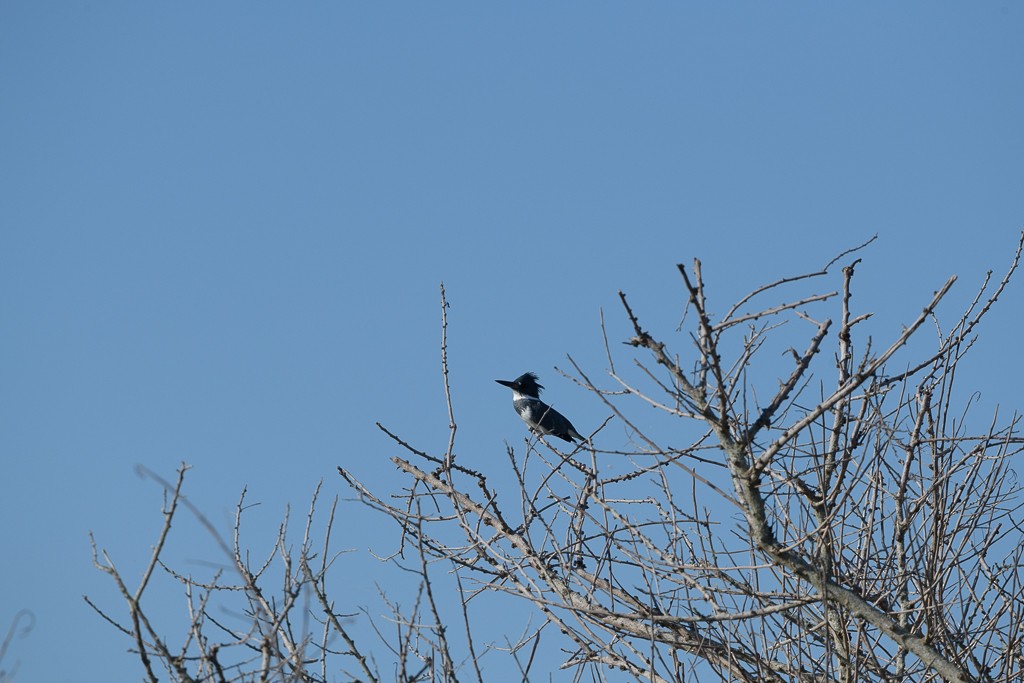 Belted Kingfisher - ML216680441