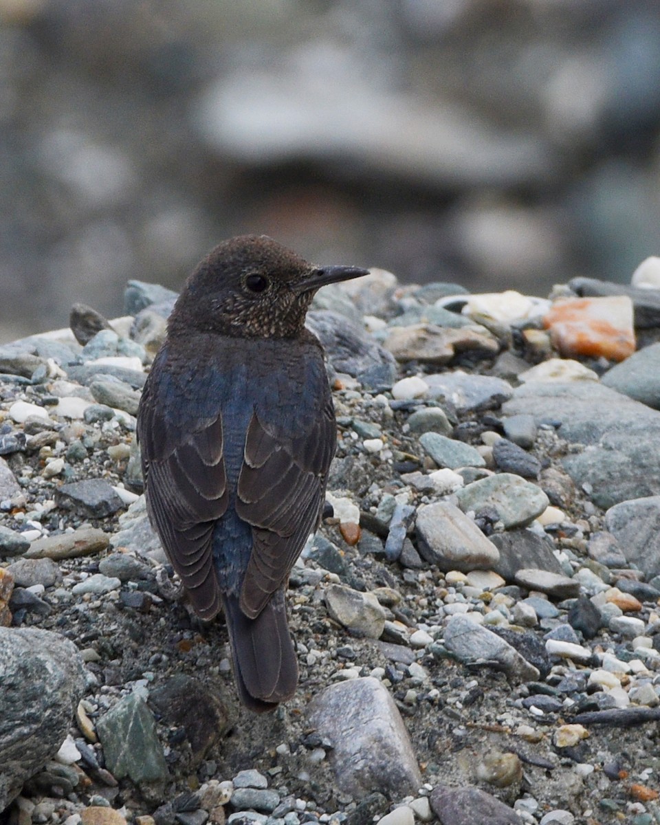 Blue Rock-Thrush - Kinlay Tshering Dorji