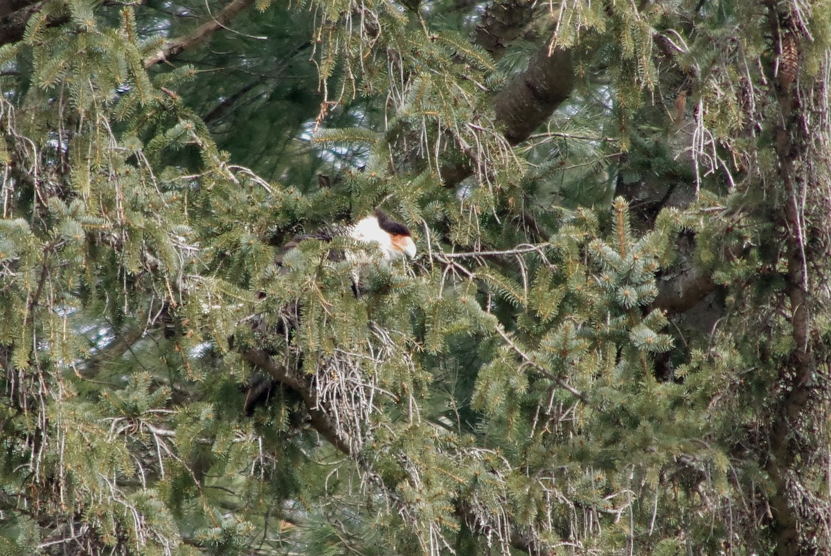 Crested Caracara (Northern) - ML216681361