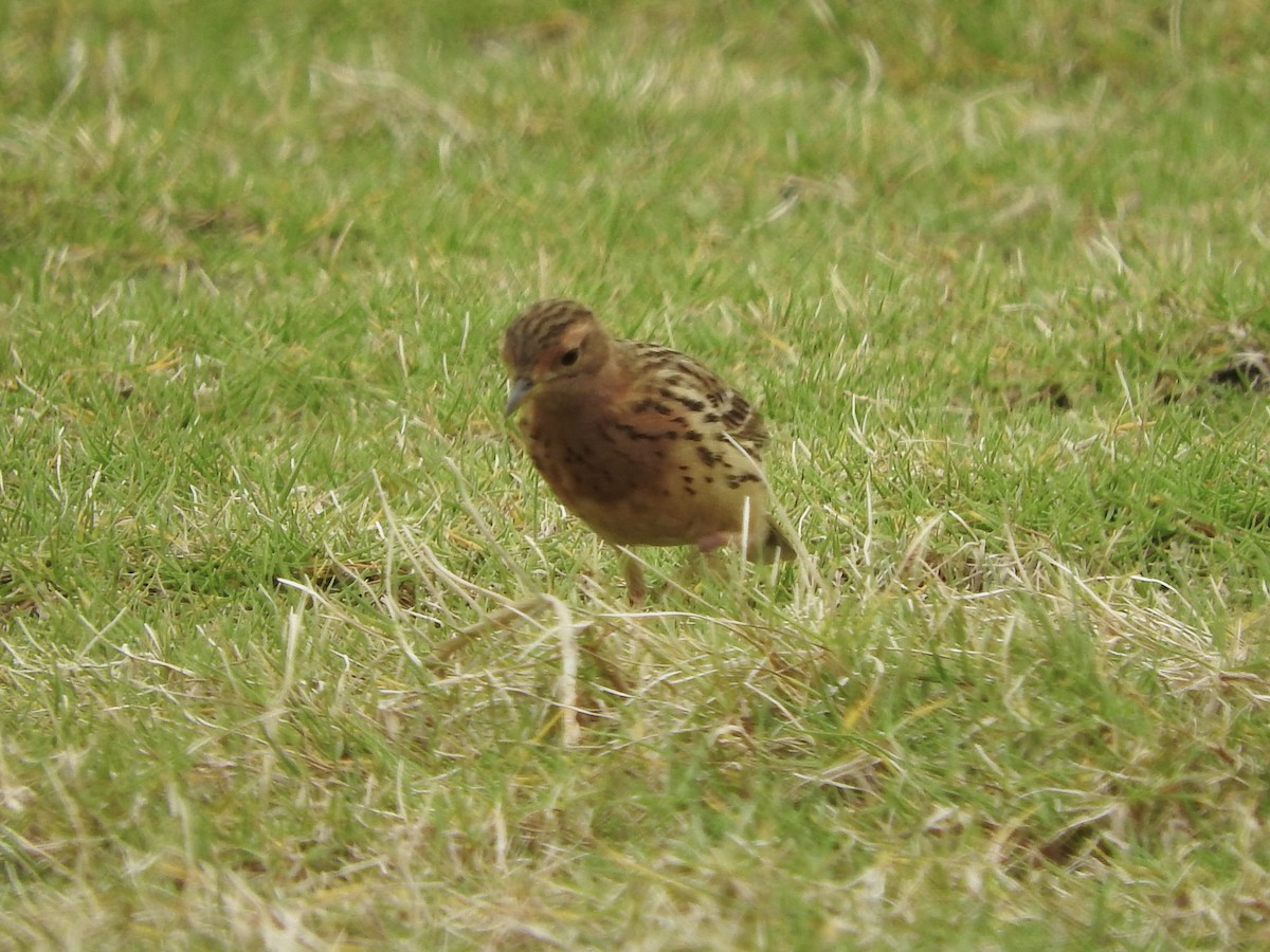 Pipit à gorge rousse - ML216681371