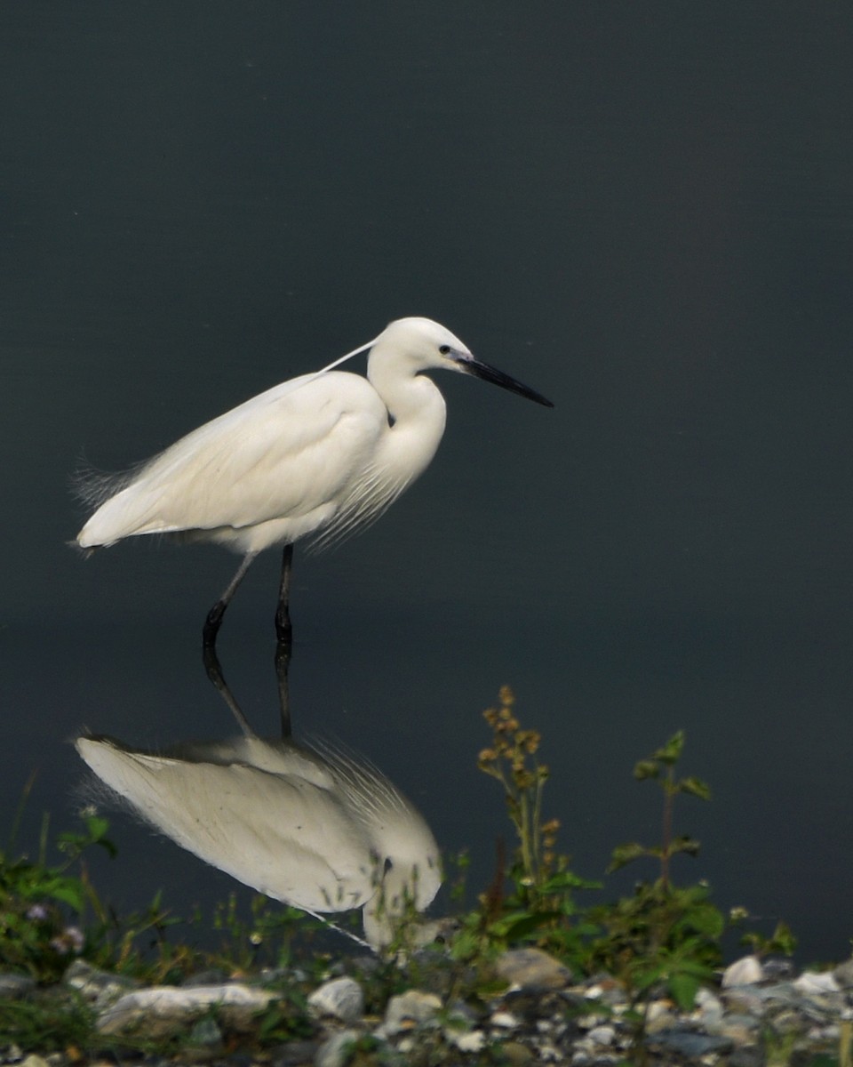 Little Egret - ML216681381