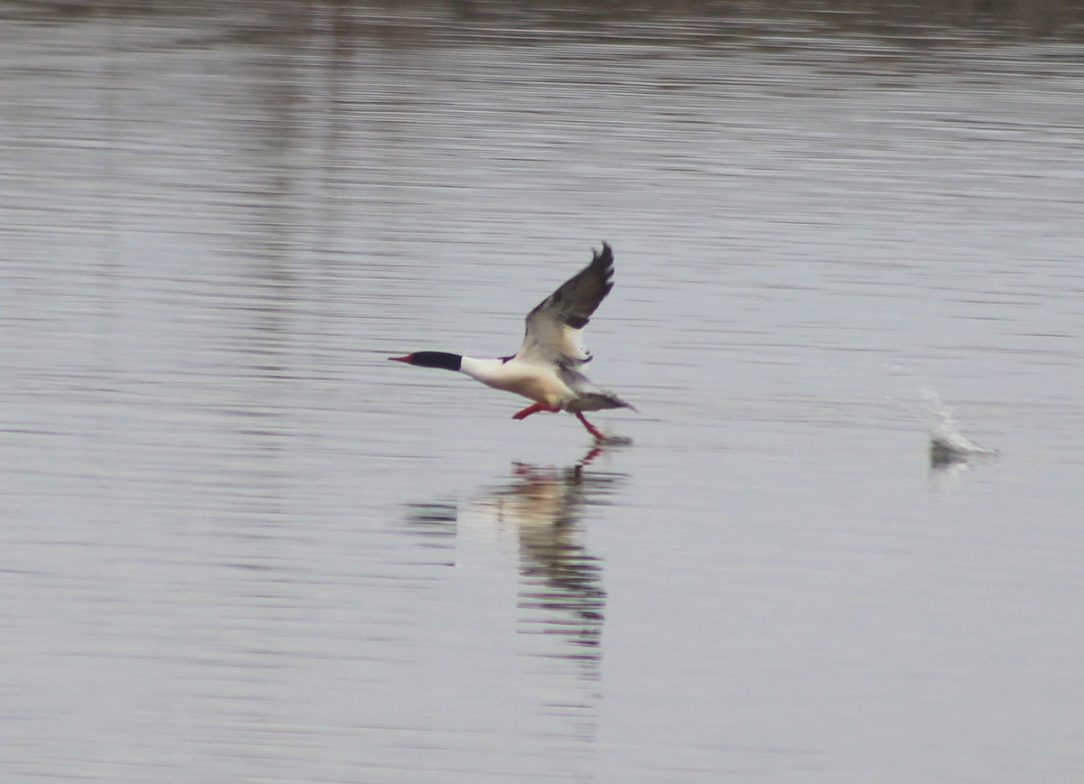 Common Merganser - ML216685161