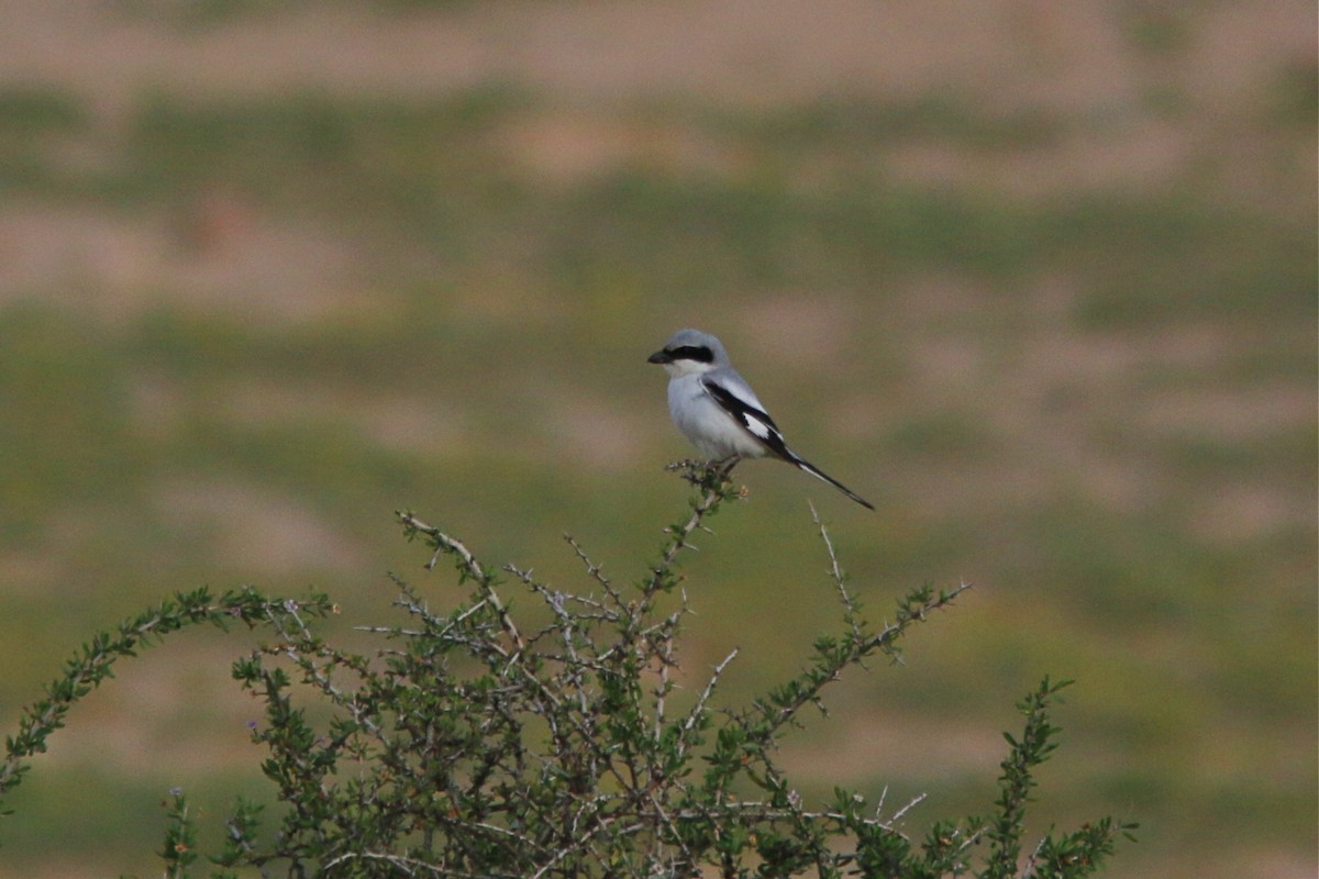 Great Gray Shrike (Sahara) - ML216685351