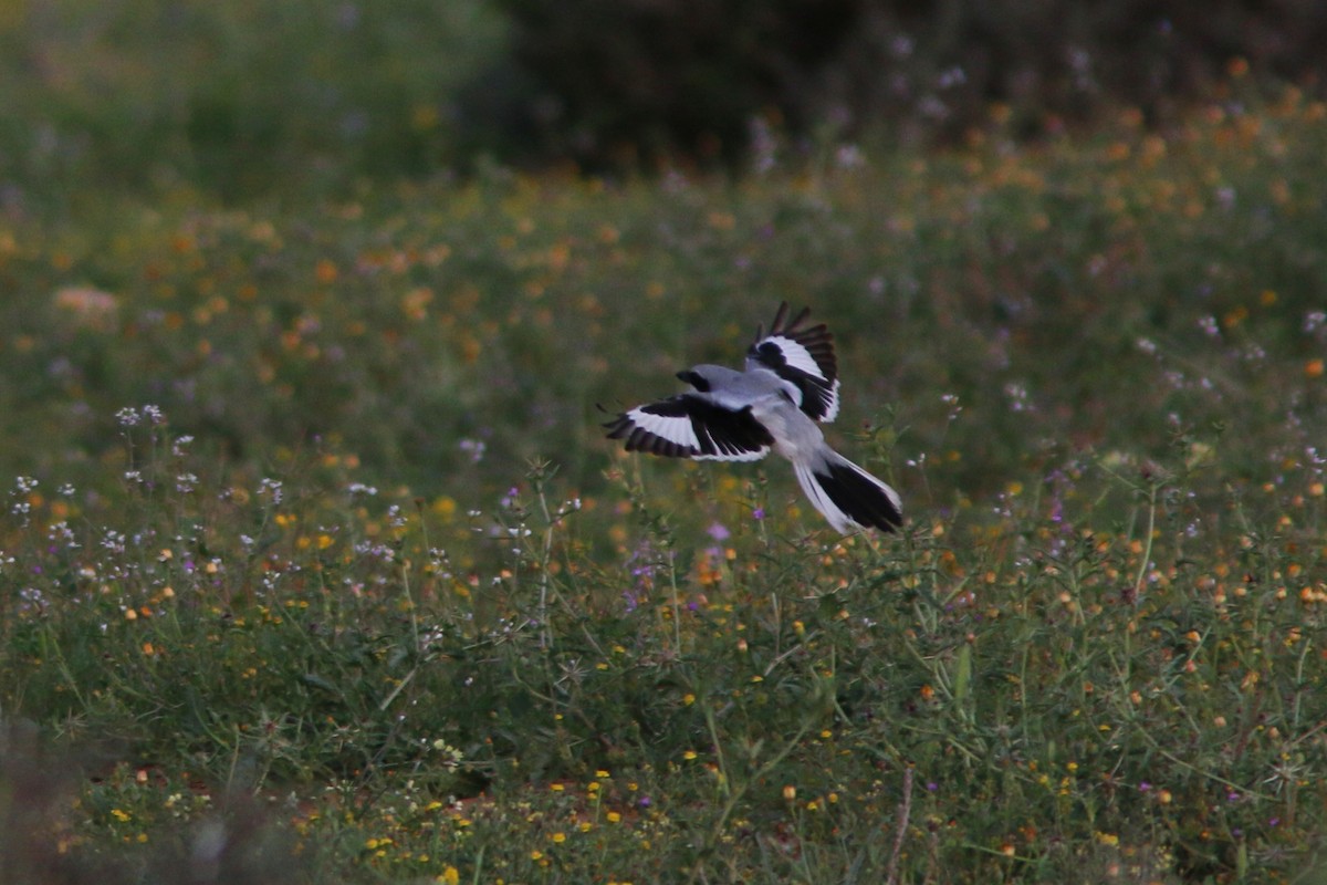 Great Gray Shrike (Sahara) - ML216685361