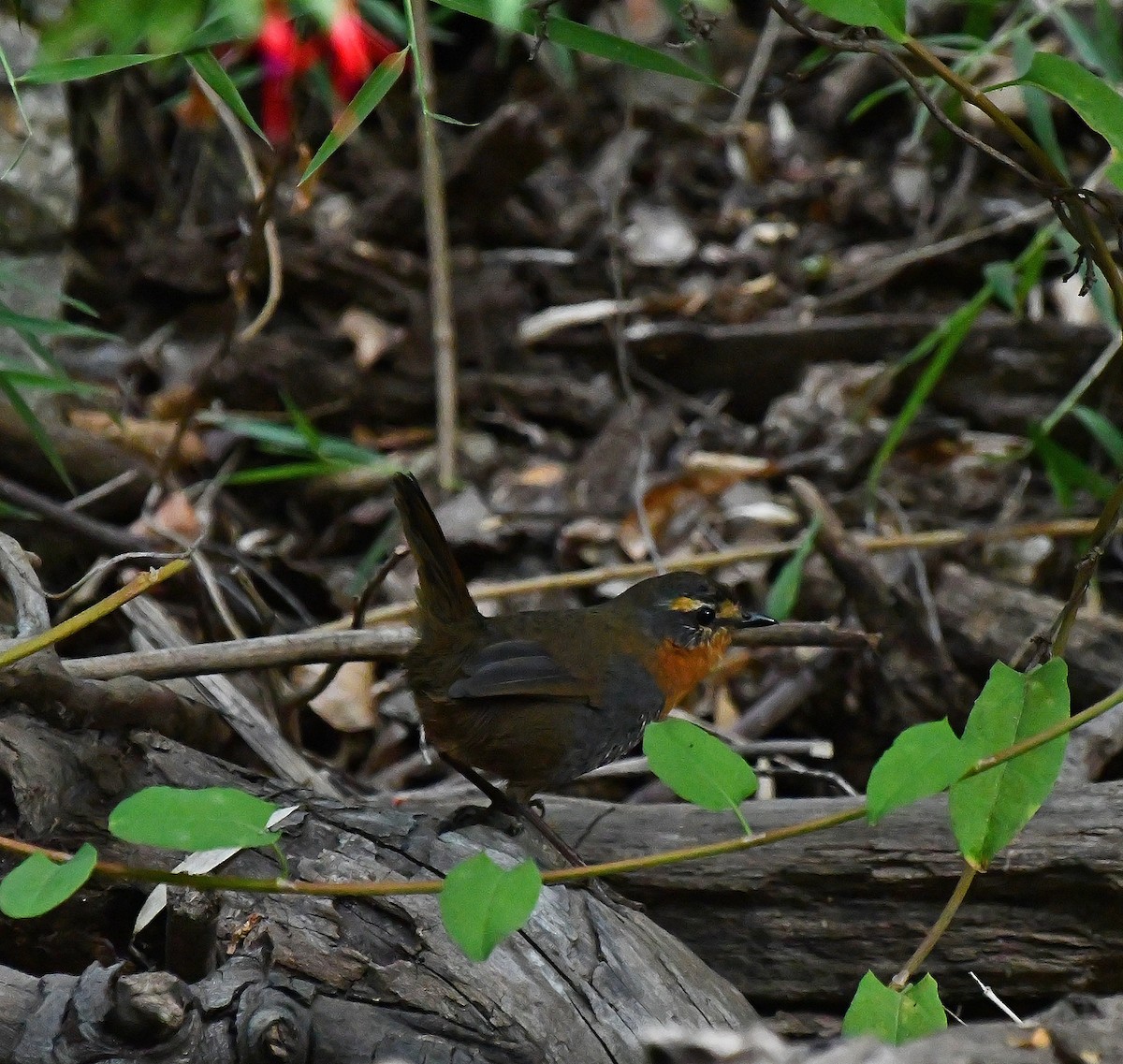 Chucao Tapaculo - ML216685421